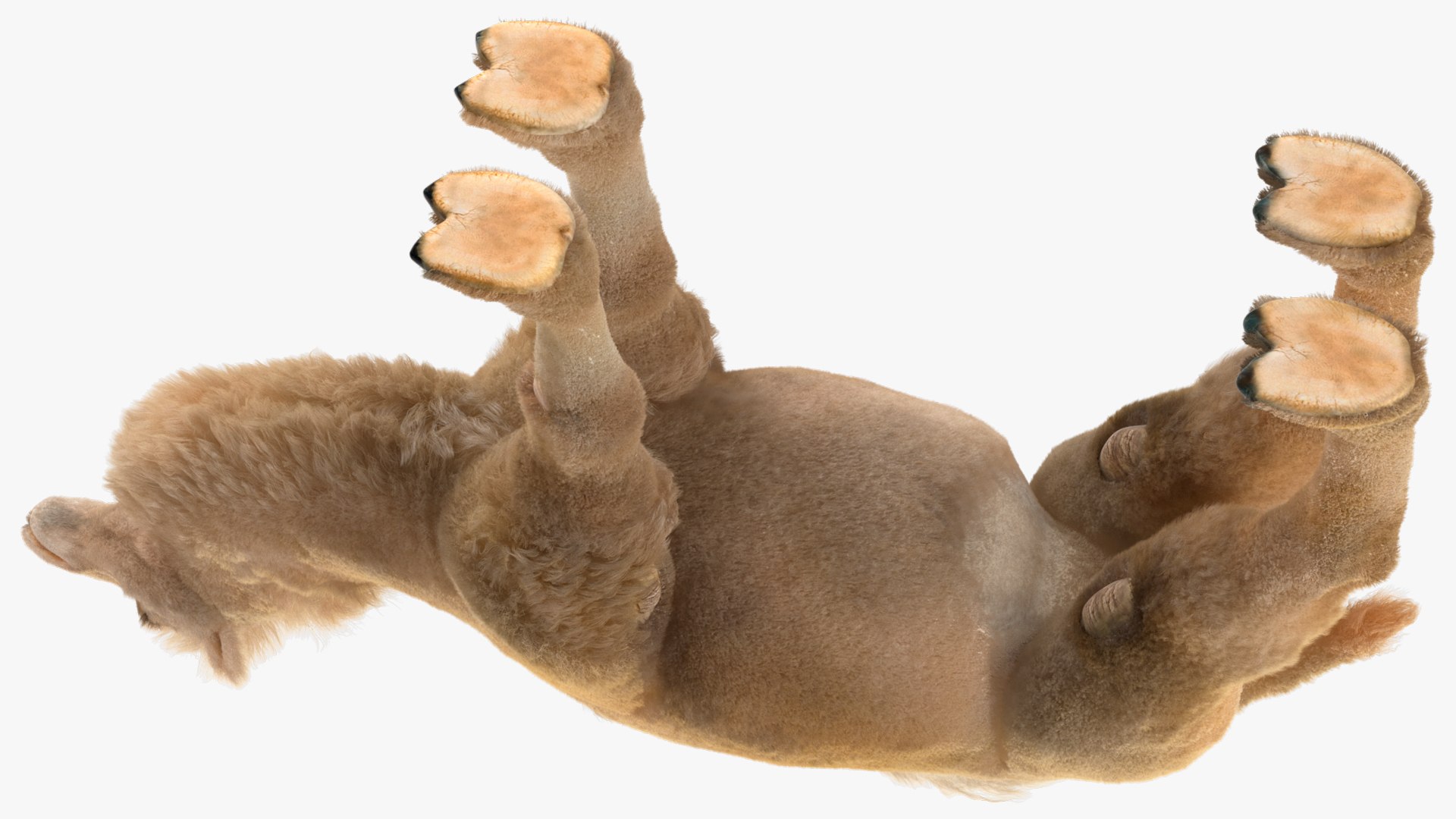 Bactrian Camel Light Colored Fur 3D model https://p.turbosquid.com/ts-thumb/VX/QFEBoq/JL/bactriancamellightcoloredfurmb3dmodel011/jpg/1724334553/1920x1080/fit_q87/4686cccf3d2c5780d5adea4495bcf4d3e61730d4/bactriancamellightcoloredfurmb3dmodel011.jpg