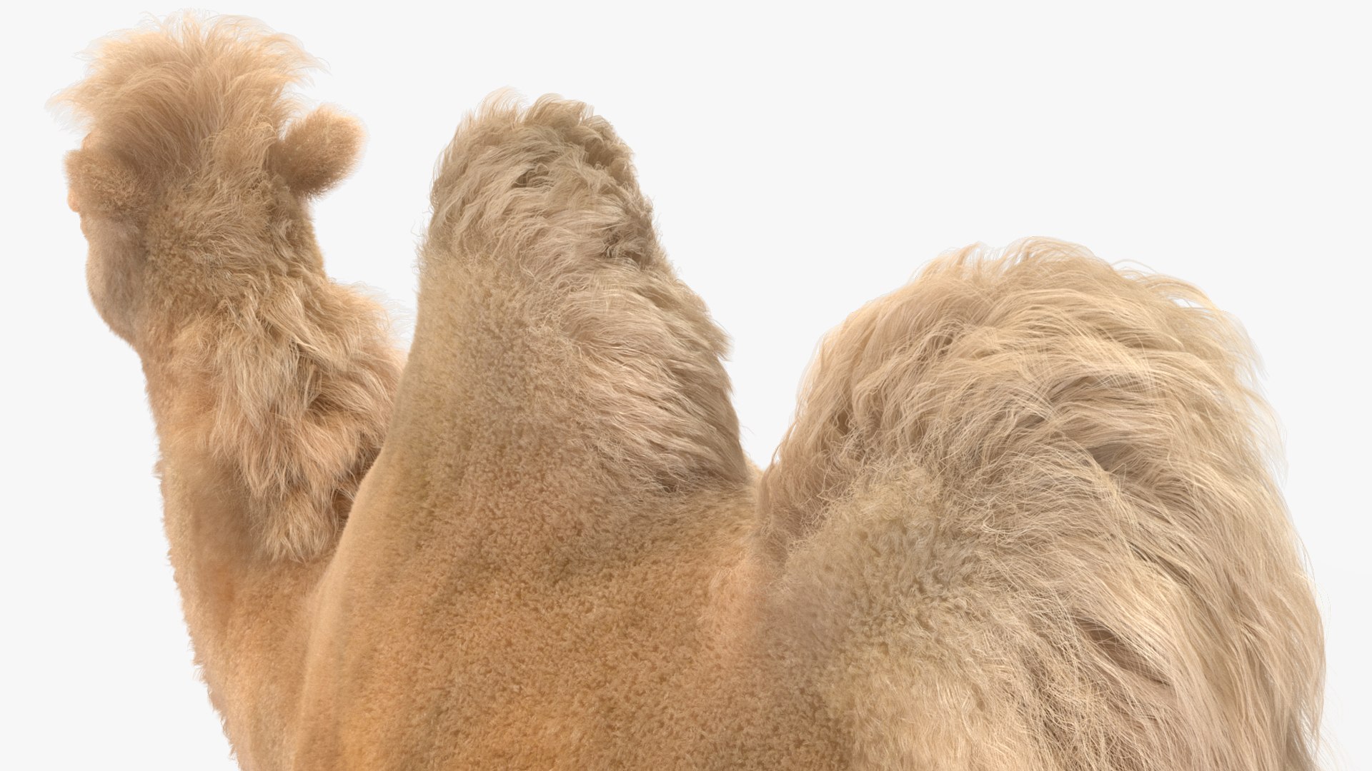 Bactrian Camel Light Colored Fur 3D model https://p.turbosquid.com/ts-thumb/VX/QFEBoq/RB/bactriancamellightcoloredfurmb3dmodel016/jpg/1724334578/1920x1080/fit_q87/81a48cc52ad5e9e8d88f916a1886fd9741197a02/bactriancamellightcoloredfurmb3dmodel016.jpg
