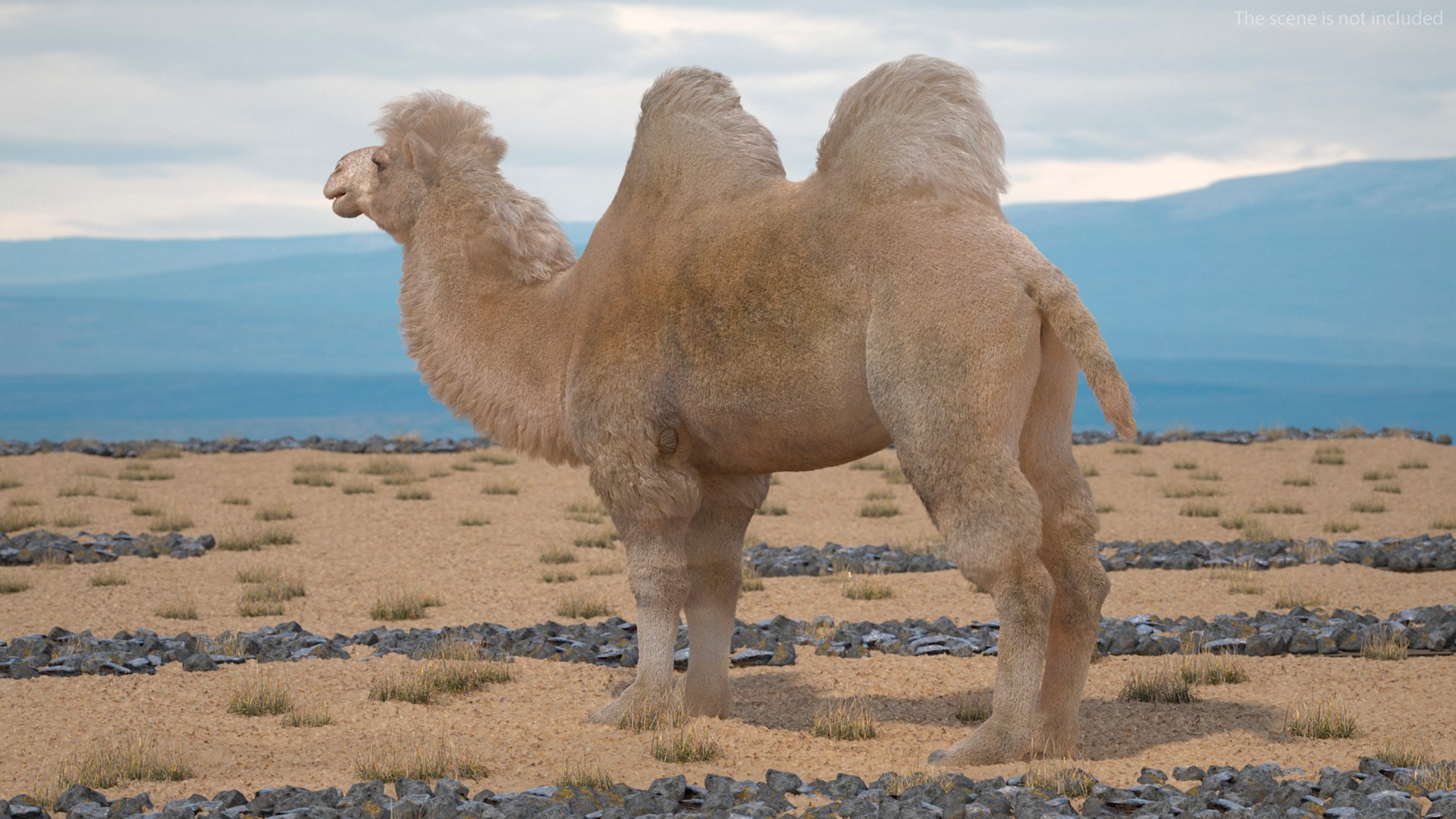Bactrian Camel Light Colored Fur 3D model https://p.turbosquid.com/ts-thumb/VX/QFEBoq/TV/bactriancamellightcoloredfurmb3dmodel004/jpg/1724334513/1920x1080/fit_q87/6e865496c52a8b2c803afe54fd4c3742cc67f479/bactriancamellightcoloredfurmb3dmodel004.jpg