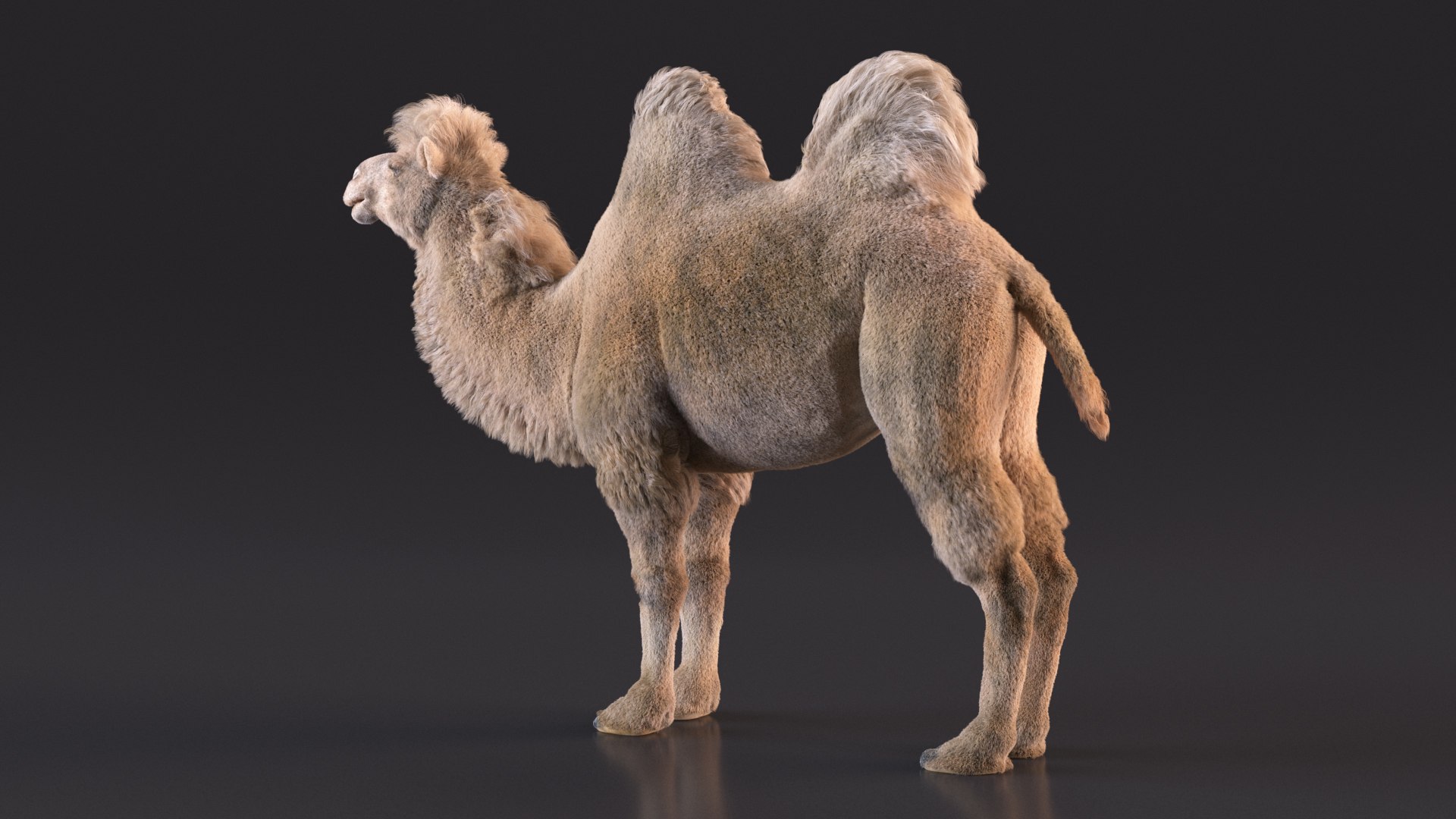Bactrian Camel Light Colored Fur 3D model https://p.turbosquid.com/ts-thumb/VX/QFEBoq/Wx/bactriancamellightcoloredfurmb3dmodel007/jpg/1724334530/1920x1080/fit_q87/f2f1685d80d5e62931b64e9295430eef1ad51541/bactriancamellightcoloredfurmb3dmodel007.jpg
