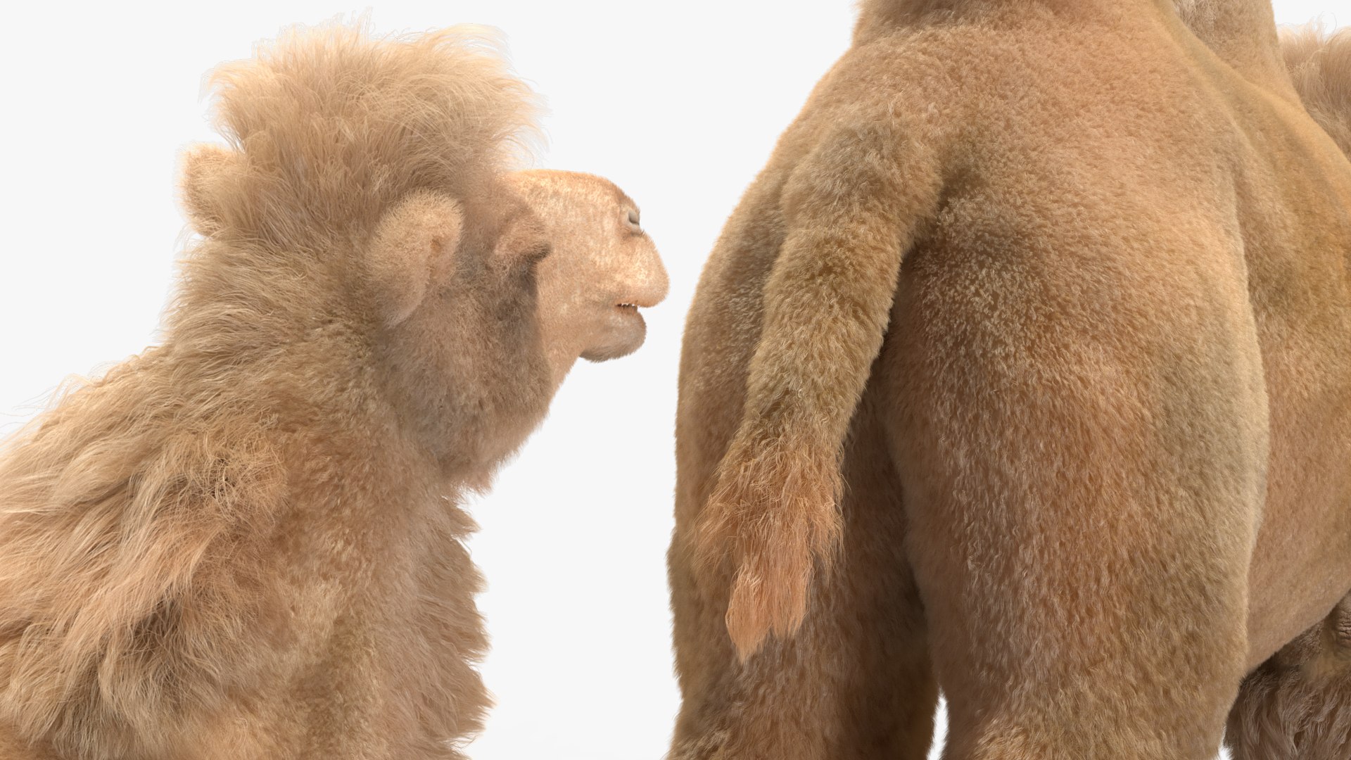 Bactrian Camel Light Colored Fur 3D model https://p.turbosquid.com/ts-thumb/VX/QFEBoq/Zi/bactriancamellightcoloredfurmb3dmodel018/jpg/1724334588/1920x1080/fit_q87/2d1bed37f1ea71e6963e50e865cb79232157b2cb/bactriancamellightcoloredfurmb3dmodel018.jpg