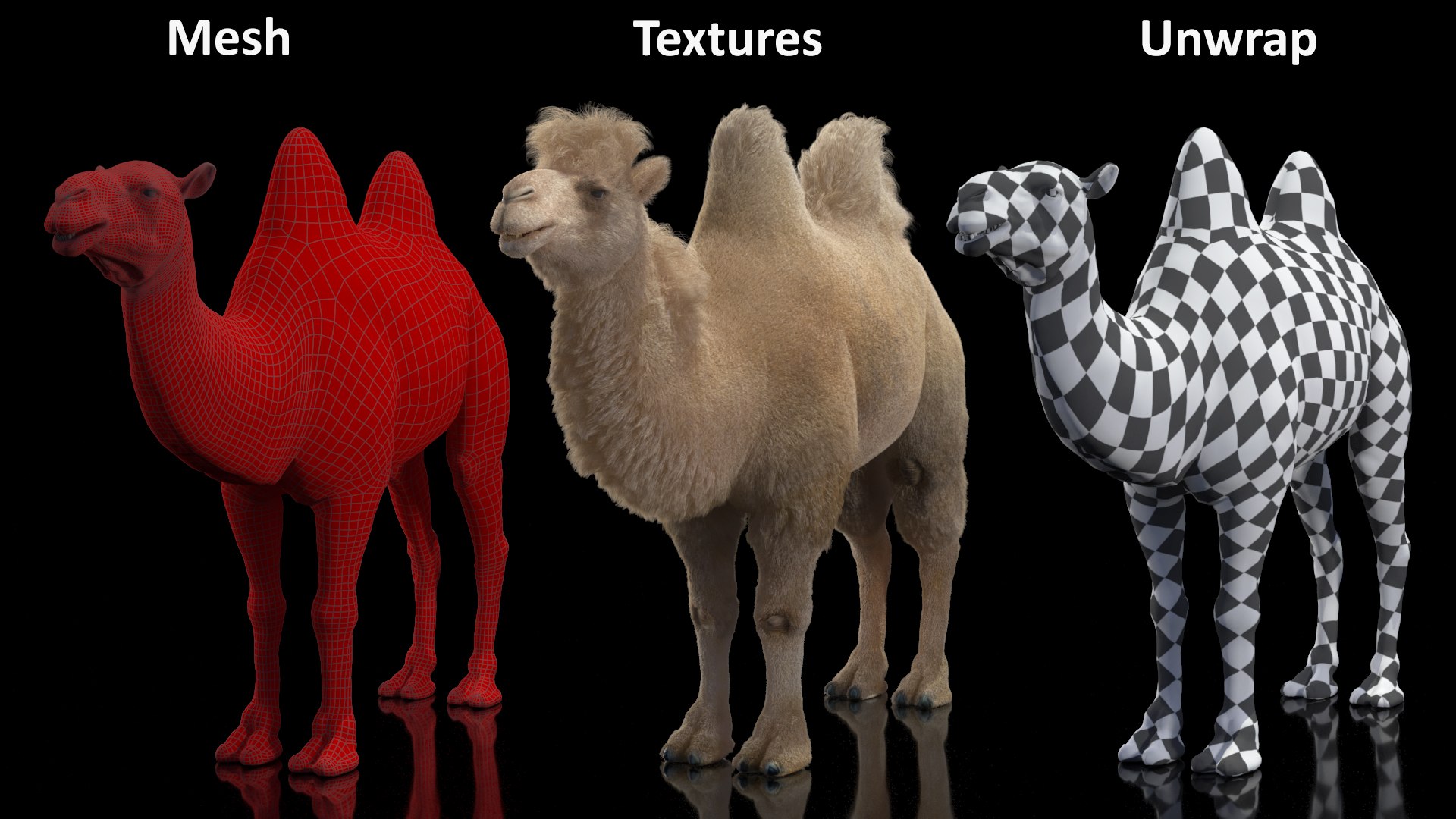Bactrian Camel Light Colored Fur 3D model https://p.turbosquid.com/ts-thumb/VX/QFEBoq/gf/bactriancamellightcoloredfurmb3dmodel020/jpg/1724334604/1920x1080/fit_q87/aadaa5b26500e732707920abf3a9e176293cb6b3/bactriancamellightcoloredfurmb3dmodel020.jpg