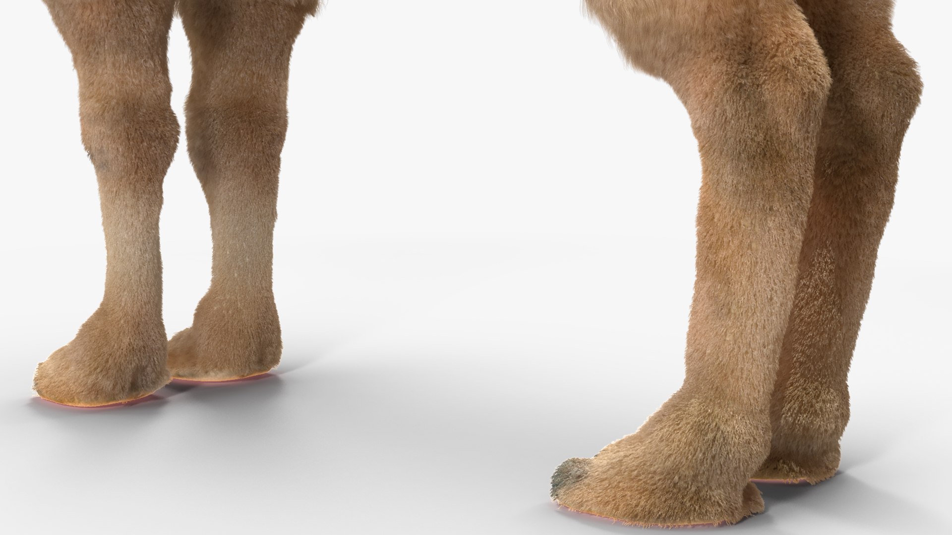 Bactrian Camel Light Colored Fur 3D model https://p.turbosquid.com/ts-thumb/VX/QFEBoq/kG/bactriancamellightcoloredfurmb3dmodel015/jpg/1724334572/1920x1080/fit_q87/1e967a5b48692a328367ace71b5de6304efb550b/bactriancamellightcoloredfurmb3dmodel015.jpg