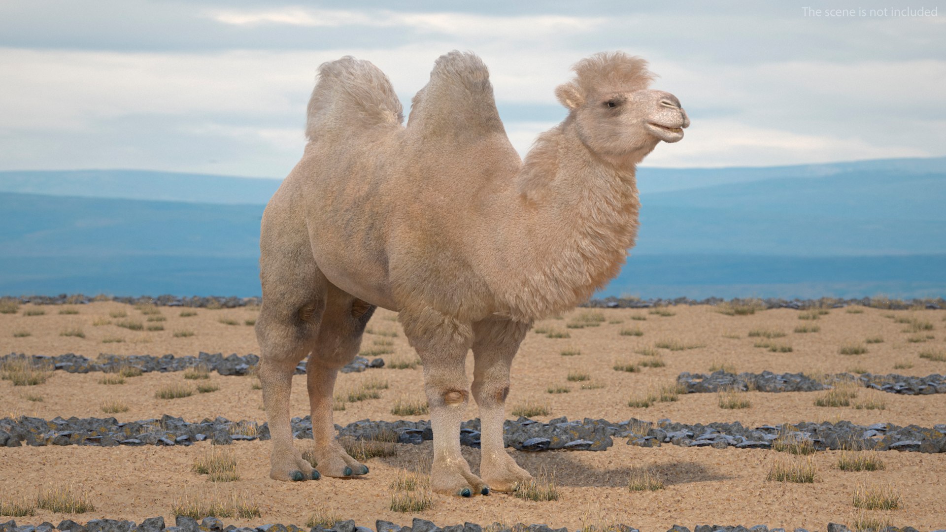 Bactrian Camel Light Colored Fur 3D model https://p.turbosquid.com/ts-thumb/VX/QFEBoq/kH/bactriancamellightcoloredfurmb3dmodel003/jpg/1724334507/1920x1080/fit_q87/1db9c35df46d823a1d6353252bac44dbdd278e0b/bactriancamellightcoloredfurmb3dmodel003.jpg