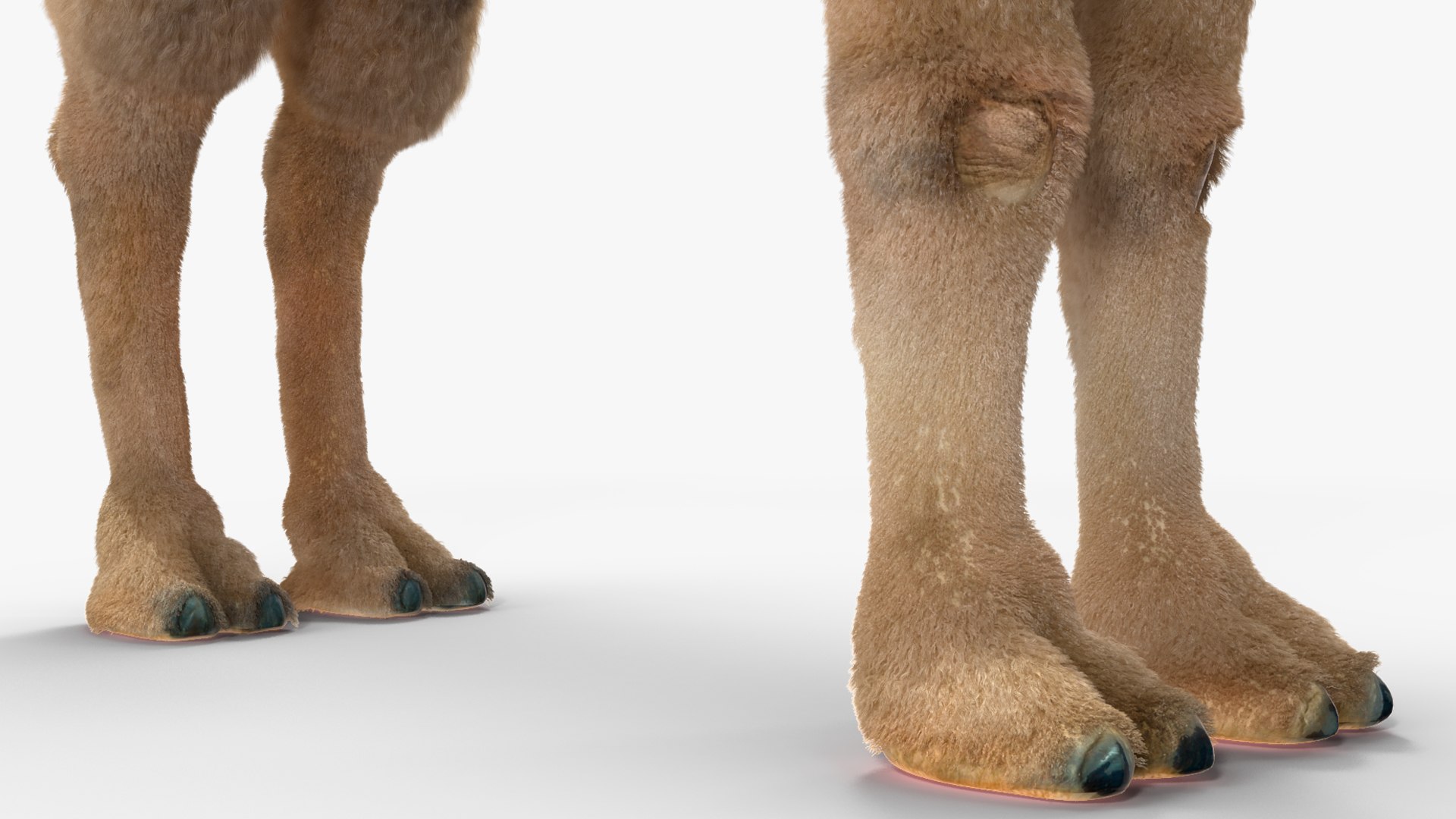 Bactrian Camel Light Colored Fur 3D model https://p.turbosquid.com/ts-thumb/VX/QFEBoq/pV/bactriancamellightcoloredfurmb3dmodel014/jpg/1724334568/1920x1080/fit_q87/e3ad13595ac844de6ada4ad1877b45d9e38c1375/bactriancamellightcoloredfurmb3dmodel014.jpg