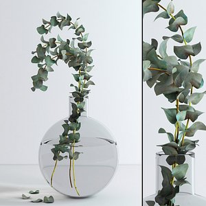 Eucalyptus Baby blue