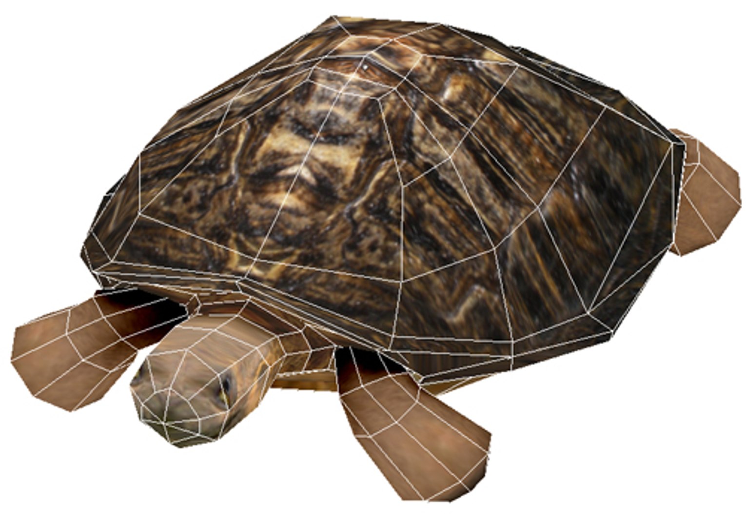 3ds max turtle tortoise https://p.turbosquid.com/ts-thumb/VX/gctY8I/BlLz6r5i/turtle2/jpg/1292518272/1920x1080/fit_q87/175a5687f35f9d3420bd75dda81fc065202ff823/turtle2.jpg