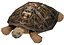 Turtle Tortoise