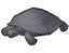 Turtle Tortoise