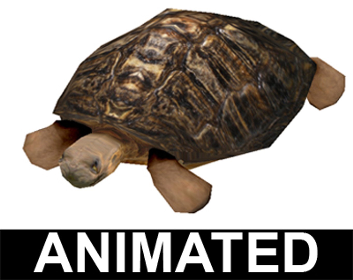 3ds Max Turtle Tortoise