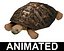 Turtle Tortoise