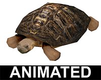Turtle Tortoise