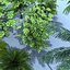 trees 3d model