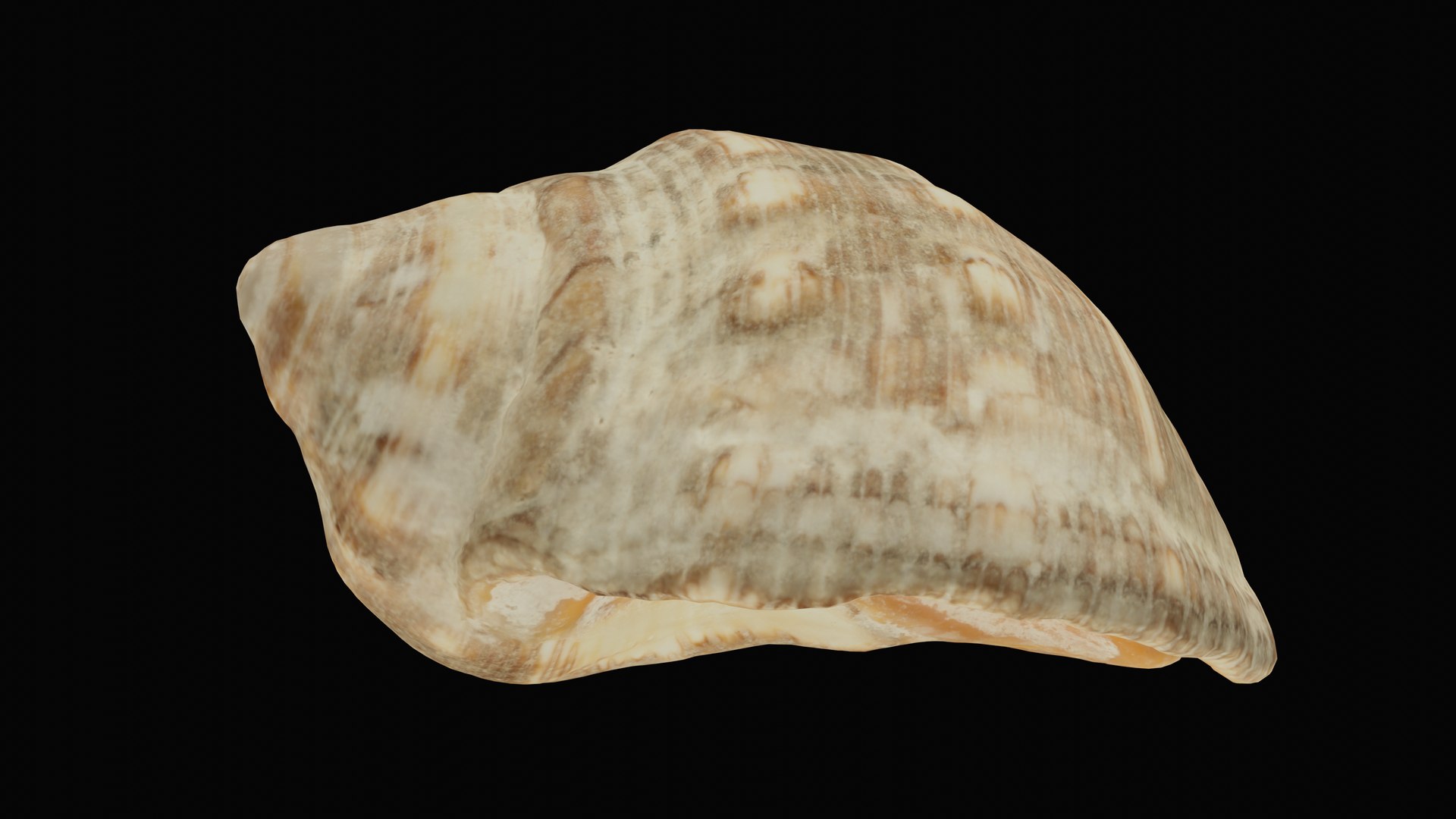 3D sea shell tulip - TurboSquid 1627593