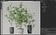 植物コレクション609