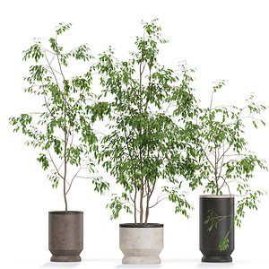 3D Plants collection 609