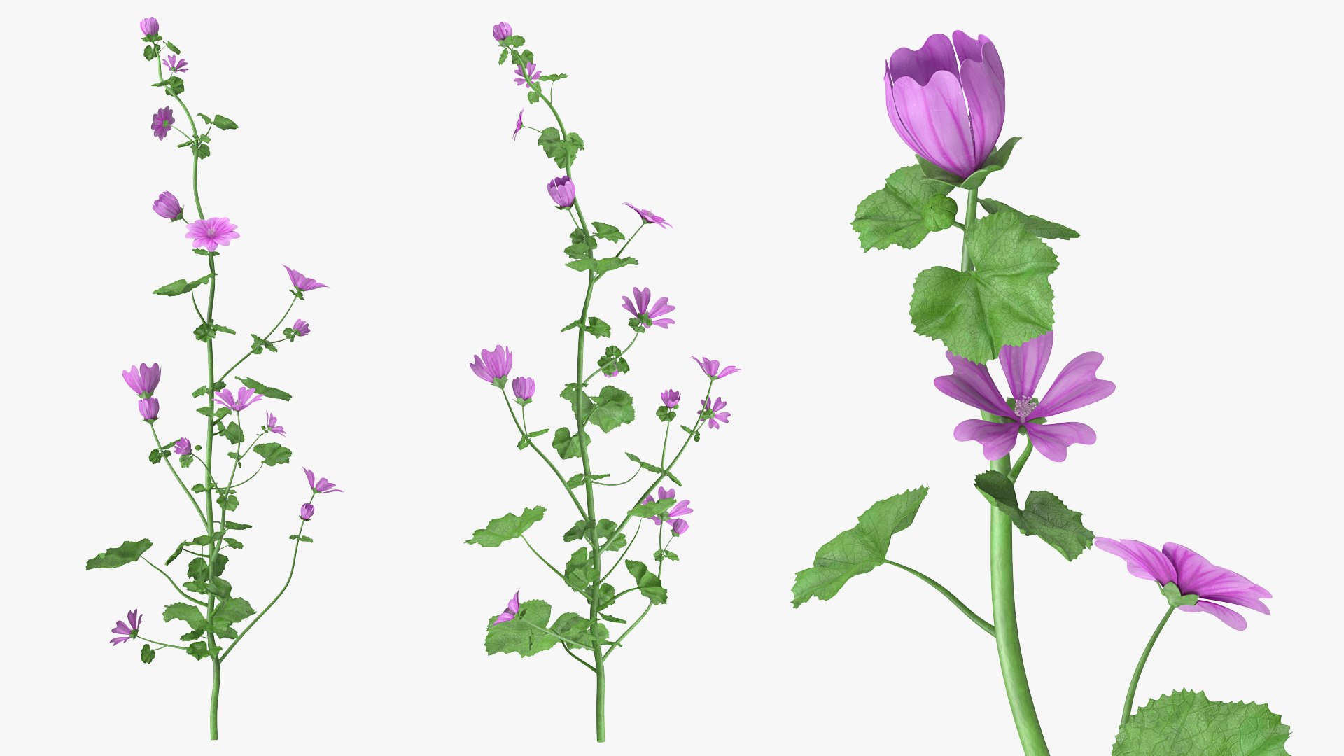 Malva Plant 3D model preview