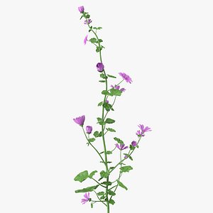Malva Plant