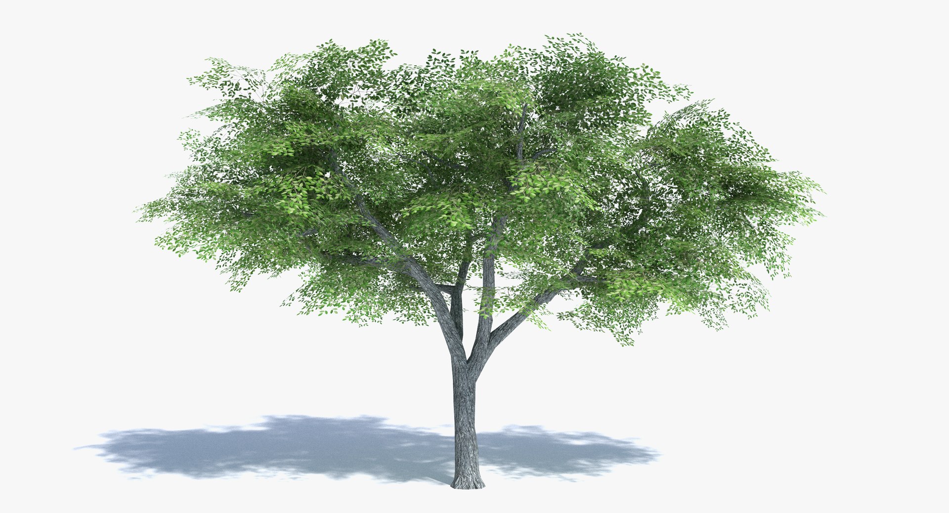 Дерево макс. Вяз 3ds Max. Elm Tree 3d model. Деревья в 3ds Max. Графическая модель дерева.