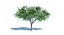 Ensemble d'arbres Low Poly