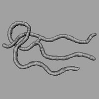 Ebola Virus