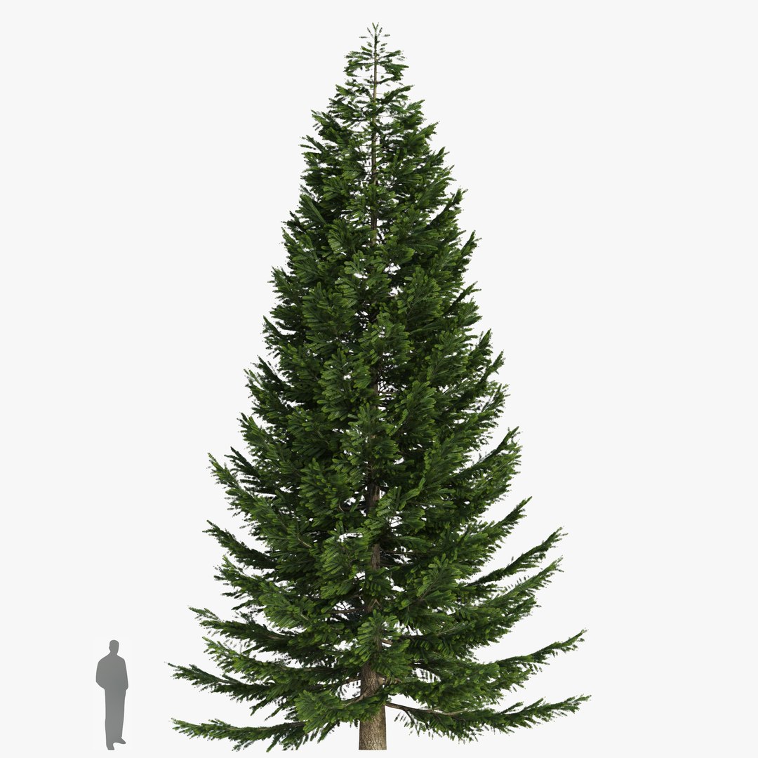 Picea Omorika 3D https://p.turbosquid.com/ts-thumb/VY/7wWHF6/dl/picea_omorika_preview_05/jpg/1755116165/1920x1080/fit_q87/c3806f59b7cf8d01a3460b0a54dd6dec3ff7fdec/picea_omorika_preview_05.jpg
