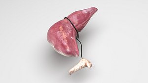 Liver With Pancreas 3D