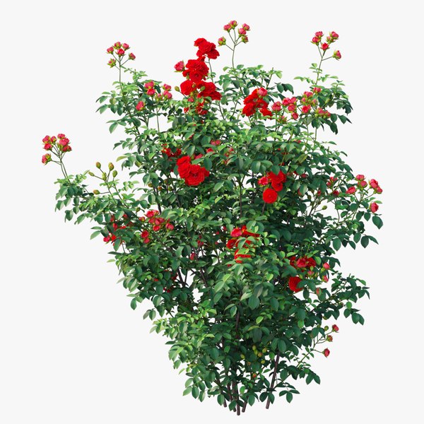 modelo 3d Conjunto de plantas de rosas 62 - TurboSquid 1732867