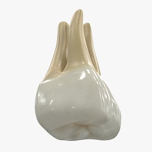 human teeth upper second 3D model
