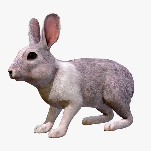 Rabbit Blender Models for Download | TurboSquid