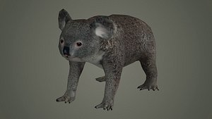 animal mammal koala bear rat wildlife animals koala bear 3D
