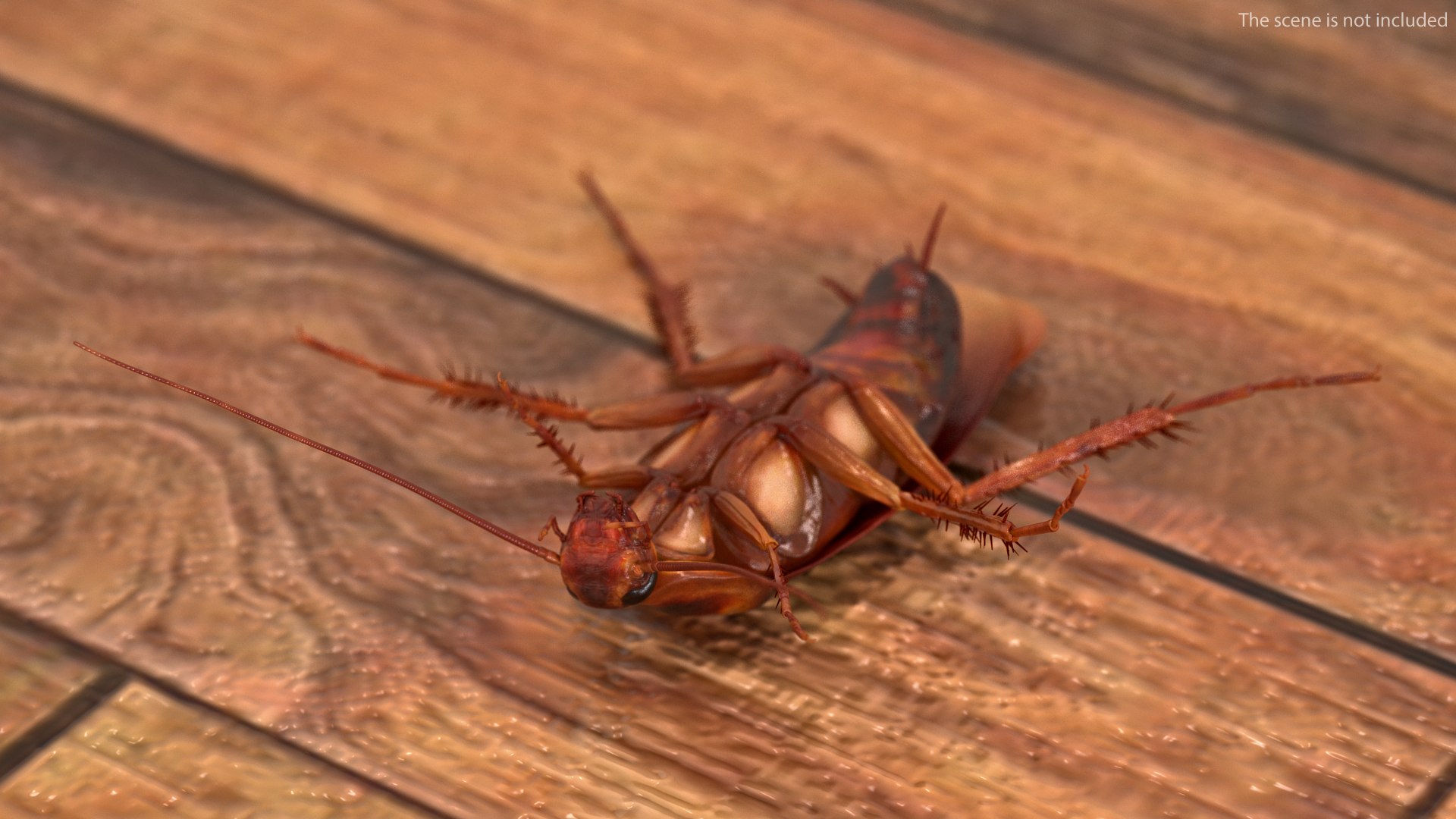 Animated Cockroach Upside Down Rigged for Maya 3D model preview