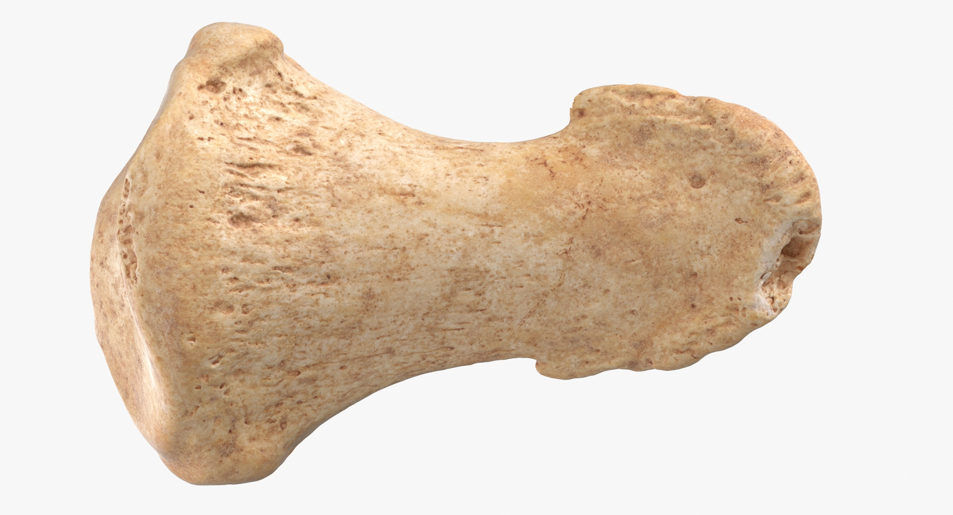 Human Arm Hand Foot and Scapula Bones Collection Yellow - 25 models 3D model https://p.turbosquid.com/ts-thumb/VY/tZPziN/A1/0000/jpg/1583840702/1920x1080/turn_fit_q99/b3553f7da76d1c9d6edae97183399e65a8f6d24d/0000-1.jpg