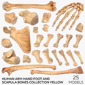 Human Arm Hand Foot and Scapula Bones Collection Yellow - 25 models 3D model