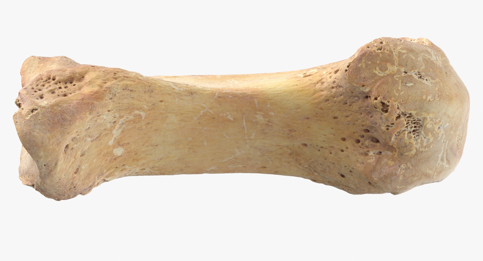 Human Arm Hand Foot and Scapula Bones Collection Yellow - 25 models 3D model https://p.turbosquid.com/ts-thumb/VY/tZPziN/Nh/0000/jpg/1582790966/1920x1080/turn_fit_q99/0045f66c805c0f66b9745b70f79b2c984ef621c9/0000-1.jpg
