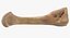 Human Arm Hand Foot и Scapula Bones Collection Yellow - 25 моделей