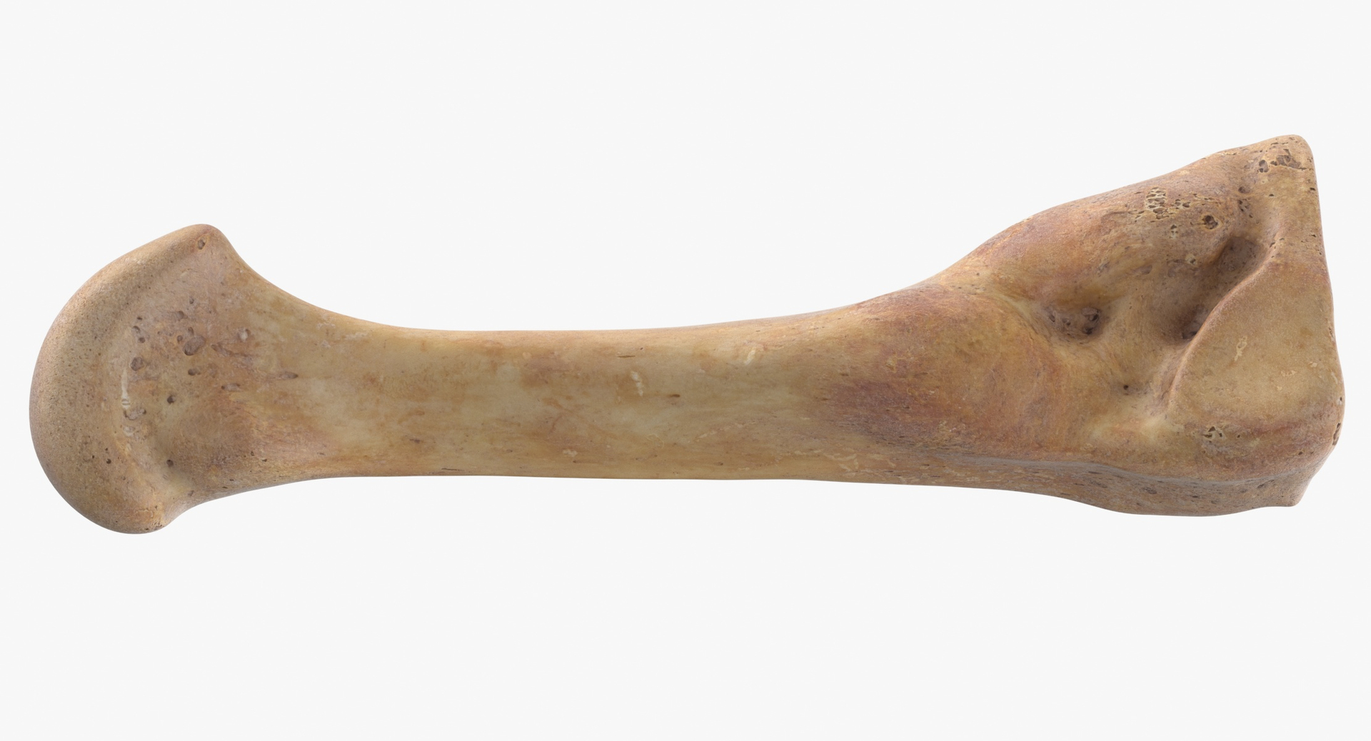 Human Arm Hand Foot and Scapula Bones Collection Yellow - 25 models 3D model https://p.turbosquid.com/ts-thumb/VY/tZPziN/Sb/0000/jpg/1580377941/1920x1080/turn_fit_q99/bd50a473ce8351abcff3773d3af45b35199f356b/0000-1.jpg