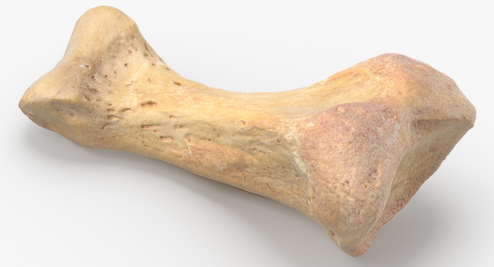 Human Arm Hand Foot and Scapula Bones Collection Yellow - 25 models 3D model https://p.turbosquid.com/ts-thumb/VY/tZPziN/Uj/proximal_phalanx_bone_of_fourth_toe_01_thumbnail_0005/jpg/1626272665/1920x1080/fit_q87/973e5282be674159bbbf254a52ff3c630251d00d/proximal_phalanx_bone_of_fourth_toe_01_thumbnail_0005.jpg