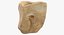 Human Arm Hand Foot и Scapula Bones Collection Yellow - 25 моделей