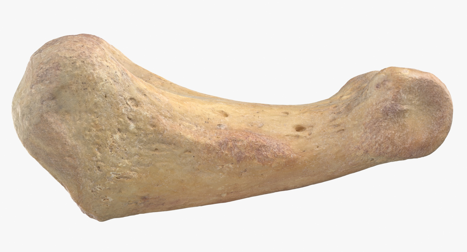 Human Arm Hand Foot and Scapula Bones Collection Yellow - 25 models 3D model https://p.turbosquid.com/ts-thumb/VY/tZPziN/WK/0000/jpg/1583753931/1920x1080/turn_fit_q99/8ca41d9ec264fe935cd72d30827495063f7caaba/0000-1.jpg