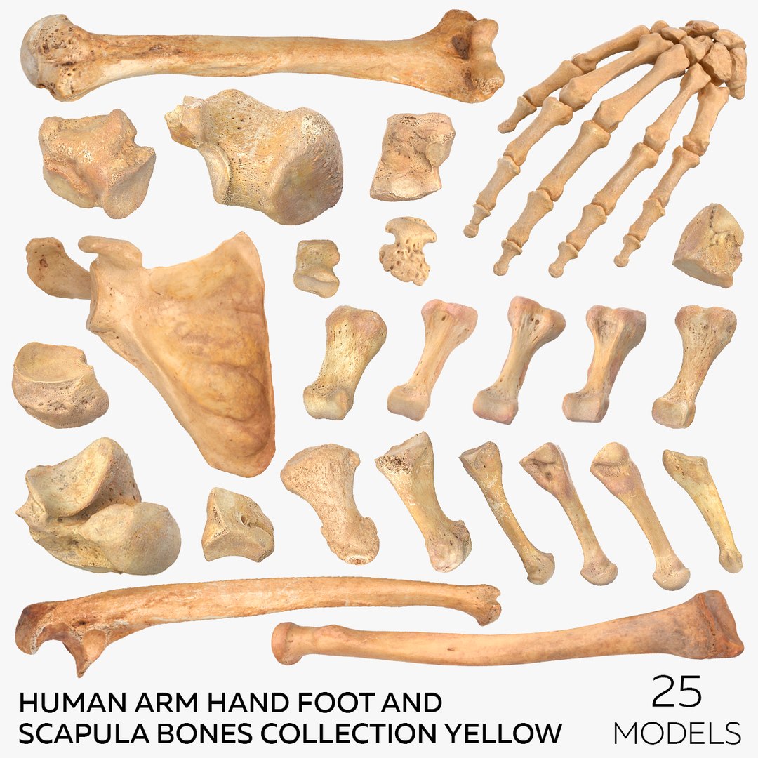 Human Arm Hand Foot and Scapula Bones Collection Yellow - 25 models 3D model https://p.turbosquid.com/ts-thumb/VY/tZPziN/aj/square/jpg/1626263809/1920x1080/fit_q87/58557993469781ccf36b9a537ab08f01256d7c4f/square.jpg