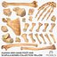 Human Arm Hand Foot и Scapula Bones Collection Yellow - 25 моделей