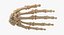Human Arm Hand Foot и Scapula Bones Collection Yellow - 25 моделей