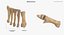 Human Arm Hand Foot и Scapula Bones Collection Yellow - 25 моделей