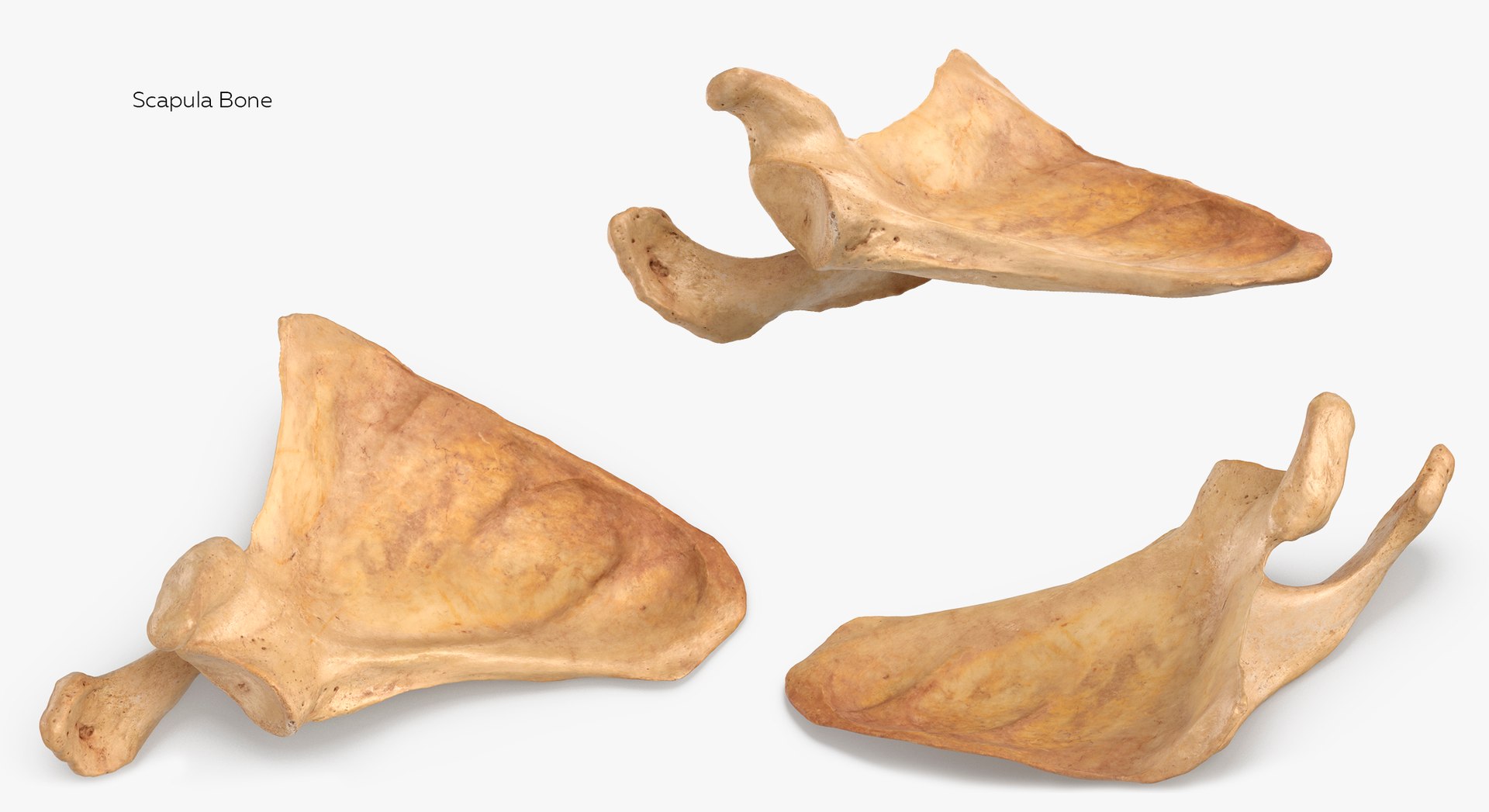 Human Arm Hand Foot and Scapula Bones Collection Yellow - 25 models 3D model https://p.turbosquid.com/ts-thumb/VY/tZPziN/h6/9/jpg/1626263856/1920x1080/fit_q87/cc9efd5c09d165293f6410693b3b0c9273191ef0/9.jpg