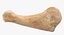 Human Arm Hand Foot и Scapula Bones Collection Yellow - 25 моделей