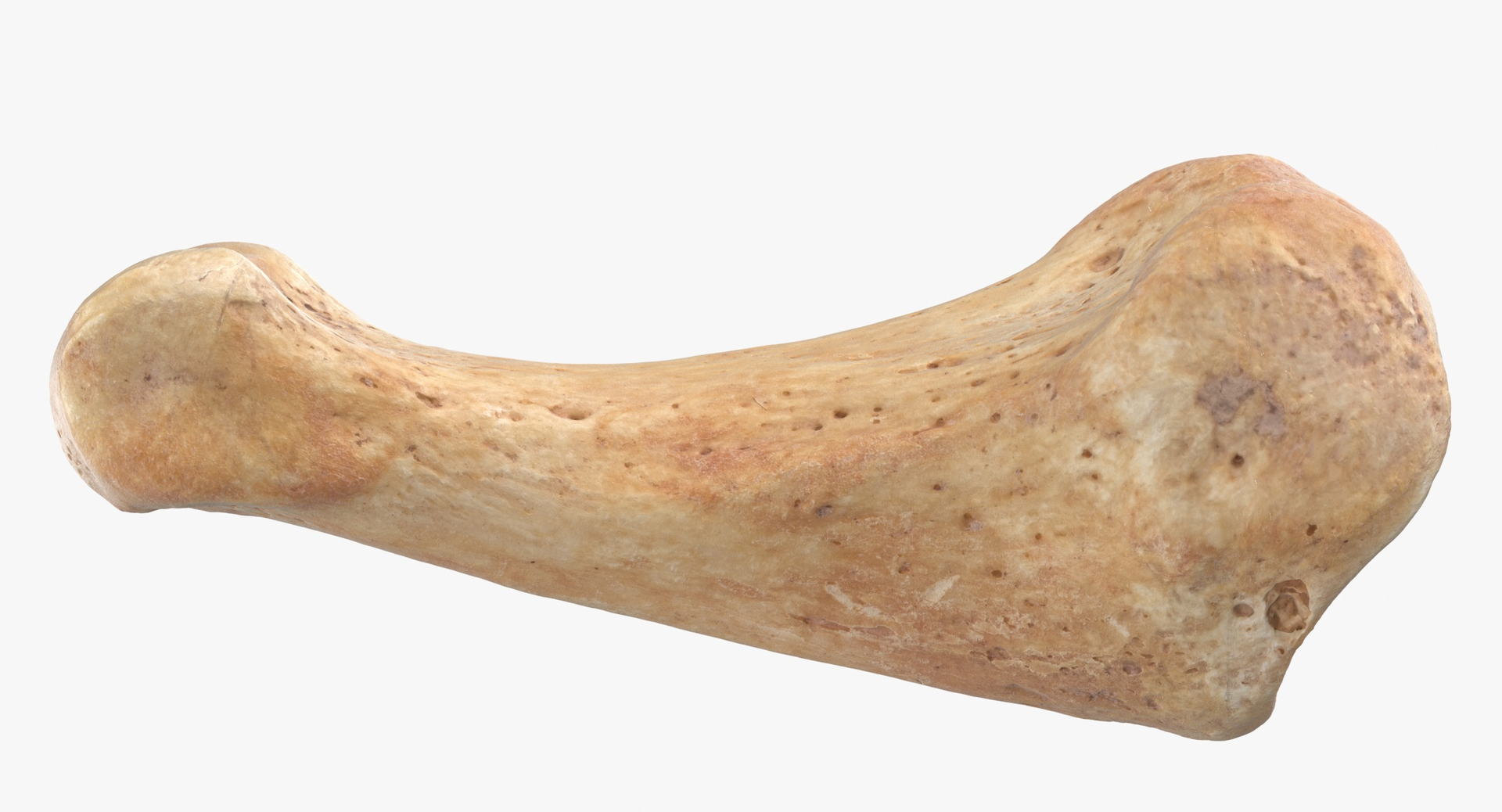 Human Arm Hand Foot and Scapula Bones Collection Yellow - 25 models 3D model https://p.turbosquid.com/ts-thumb/VY/tZPziN/je/0000/jpg/1583840652/1920x1080/turn_fit_q99/9c5e4987de7771b15692fec28a88a70032d32b36/0000-1.jpg