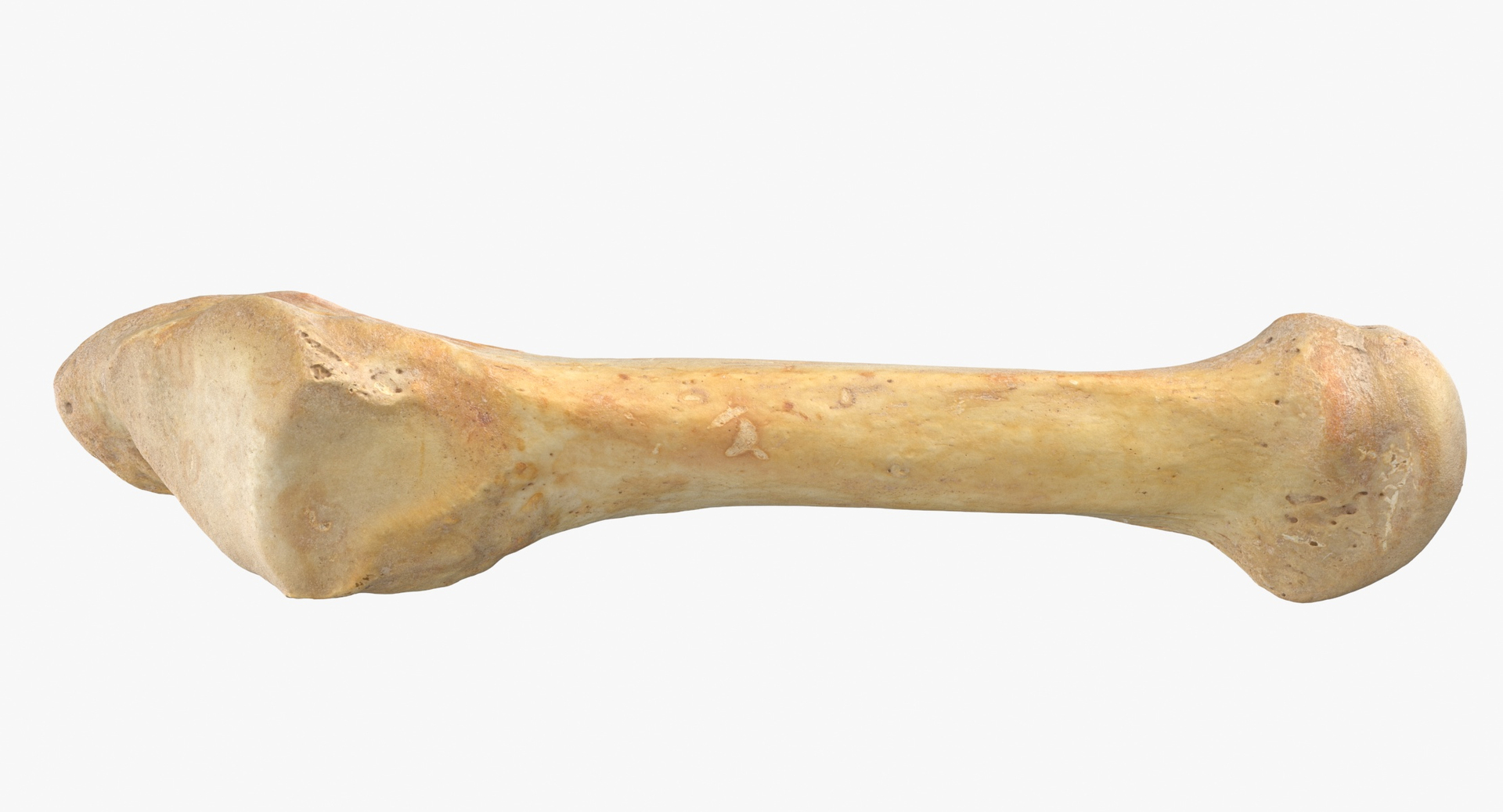 Human Arm Hand Foot and Scapula Bones Collection Yellow - 25 models 3D model https://p.turbosquid.com/ts-thumb/VY/tZPziN/jm/0000/jpg/1582881669/1920x1080/turn_fit_q99/0838622f643f14e05c3c9801bdced67610bdad63/0000-1.jpg