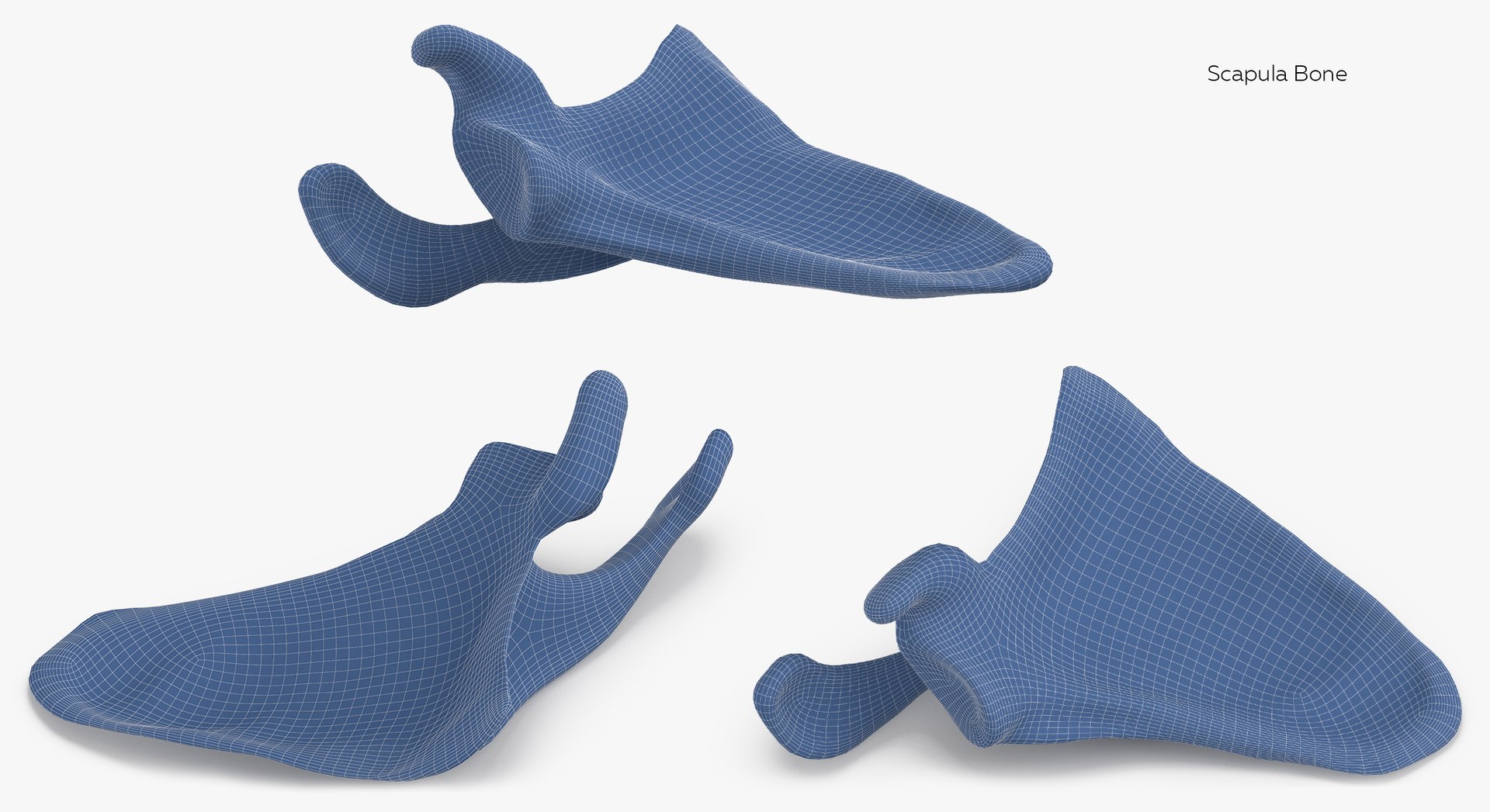 Human Arm Hand Foot and Scapula Bones Collection Yellow - 25 models 3D model https://p.turbosquid.com/ts-thumb/VY/tZPziN/po/8/jpg/1626272794/1920x1080/fit_q87/40f6d43d164c8b9dc75fb1e42a9f80e9a4fd439c/8.jpg