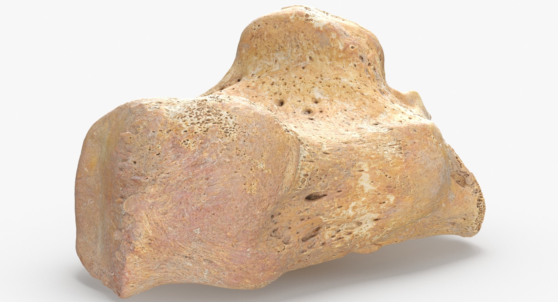 Human Arm Hand Foot and Scapula Bones Collection Yellow - 25 models 3D model https://p.turbosquid.com/ts-thumb/VY/tZPziN/se/calcaneus_bone_01_thumbnail_0006/jpg/1626272729/1920x1080/fit_q87/9a52549c6d32e0208222bc183e317a92d2f42319/calcaneus_bone_01_thumbnail_0006.jpg